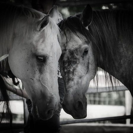 Sinnes Wandel Hof Serka Grimma Exteriér fotografie